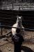 01-04-13, 28, Mikey and a Lama, Turtle Back Zoo