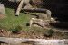 01-04-13, 30, Bob Cat, Turtle Back Zoo