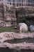 01-04-13, 32, Mountian Lion, Turtle Back Zoo