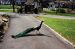 01-04-13, 37, Peacock, Turtle Back Zoo