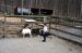 01-04-13, 39, Mikey with Goats, Turtle Back Zoo