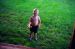 05-07-05, 4, Connor with Sparklers, Saddle Brook, NJ