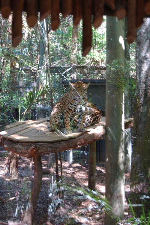 06-03-01, 17, Leopards, Brevard Zoo, Fl