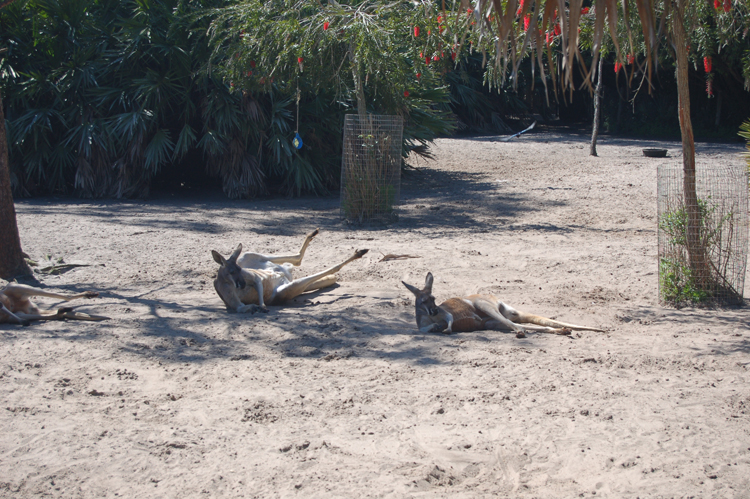 06-03-01, 32, Kangaroos,  Brevard Zoo, Fl