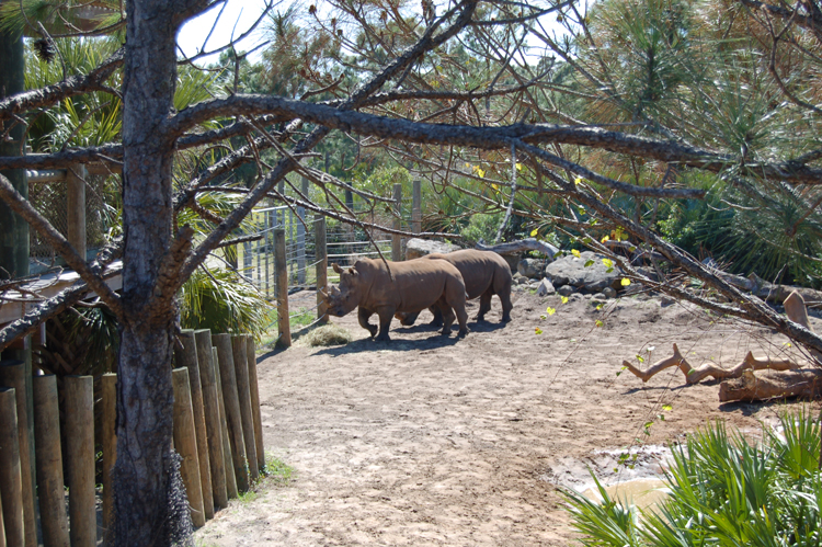 06-03-01, 51, Rhino, Brevard Zoo, Fl