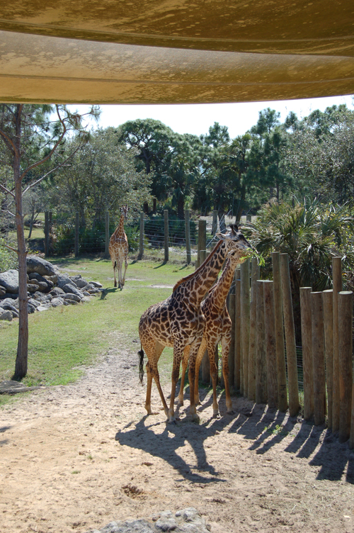 06-03-01, 52, Giraffee,  Brevard Zoo, Fl