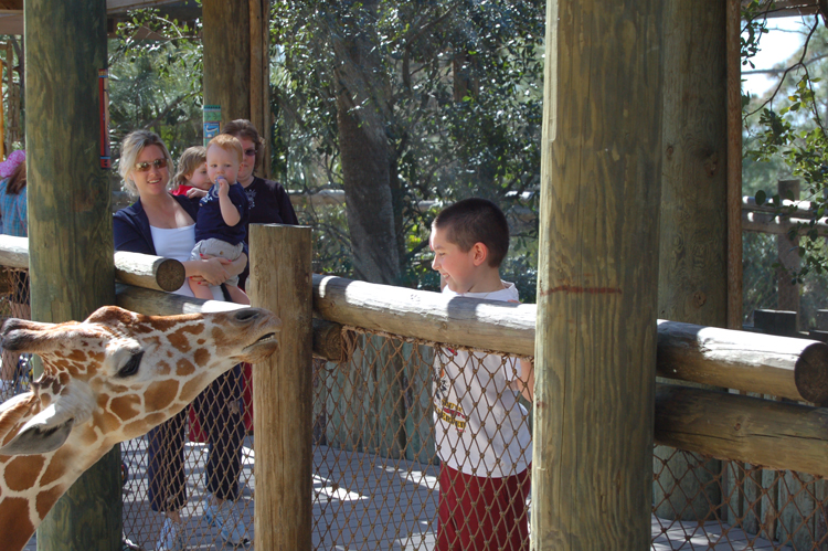 06-03-01, 53  Mikey, Giraffee, Brevard Zoo, Fl