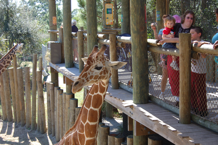 06-03-01, 56, Mikey, Giraffee,  Brevard Zoo, Fl