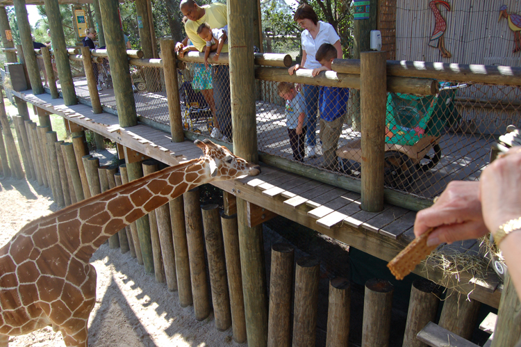 06-03-01, 57, Connor, Linda, Giraffee,  Brevard Zoo, Fl