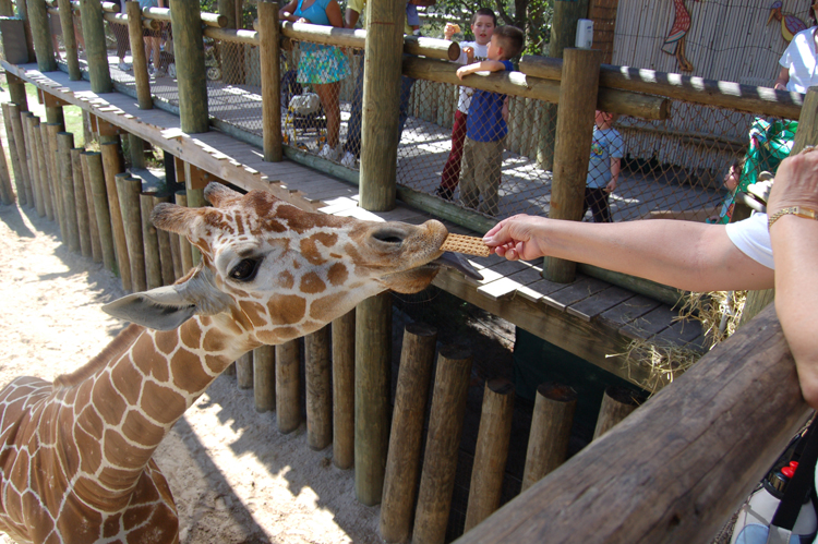 06-03-01, 58, Mikey, Giraffee, Brevard Zoo, Fl