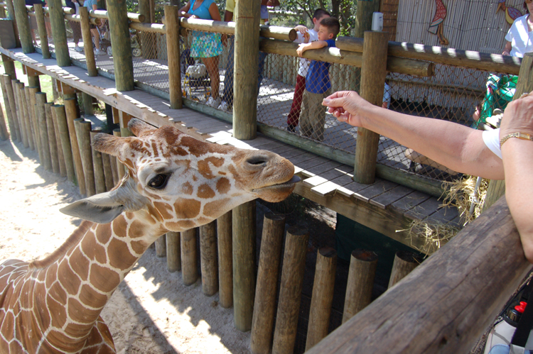 06-03-01, 59, Mikey, Giraffee,  Brevard Zoo, Fl