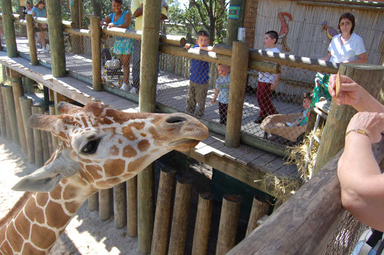 06-03-01, 60, Connor, Mikey, Linda, Giraffee,  Brevard Zoo, Fl