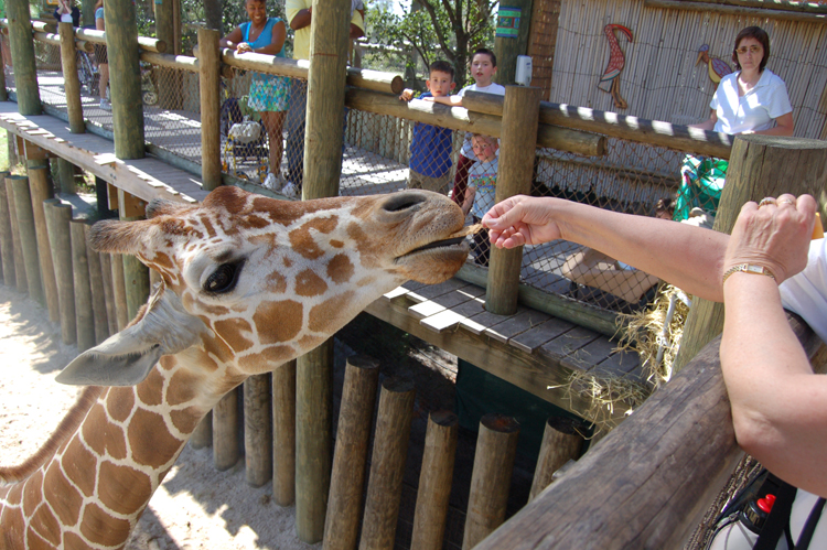 06-03-01, 61, Mikey, Connor, Linda, Giraffee, Brevard Zoo, Fl