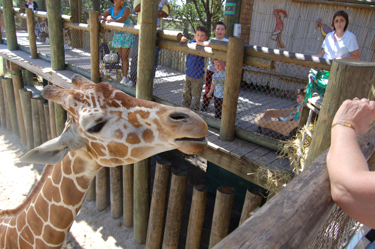 06-03-01, 62, Mikey, Connor, Linda, Giraffee, , Brevard Zoo, Fl