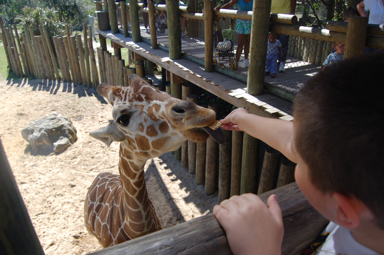 06-03-01, 63, Mikey, Giraffee,  Brevard Zoo, Fl