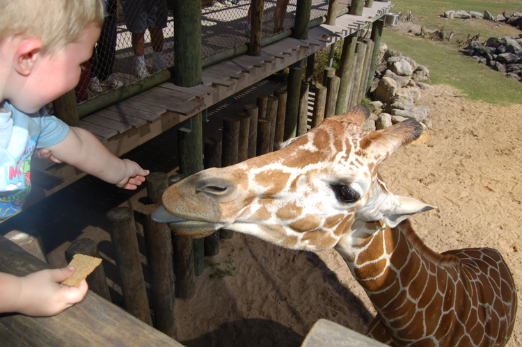 06-03-01, 64, Connor, Giraffee, Brevard Zoo, Fl