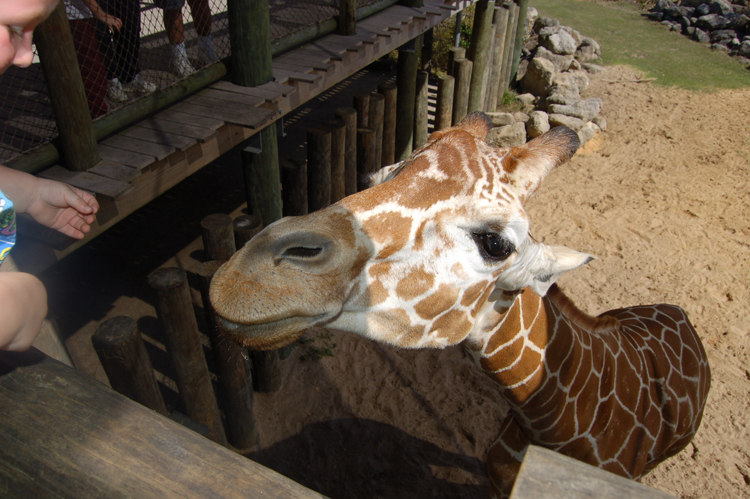 06-03-01, 65, Giraffee, Brevard Zoo, Fl