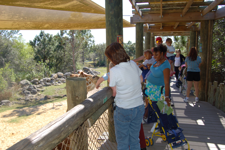 06-03-01, 66, Linda, Connor, Giraffee,  Brevard Zoo, Fl