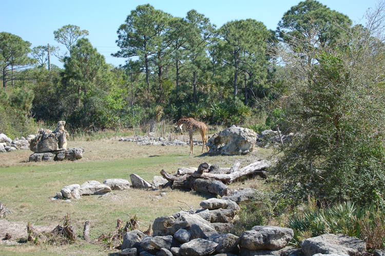 06-03-01, 67, Giraffee,  Brevard Zoo, Fl