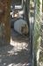 06-03-01, 15, Rodent - Big,  Brevard Zoo, Fl