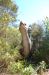 06-03-01, 27, Dinosaur, , Brevard Zoo, Fl