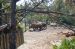 06-03-01, 51, Rhino, Brevard Zoo, Fl