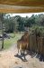06-03-01, 52, Giraffee,  Brevard Zoo, Fl
