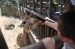 06-03-01, 63, Mikey, Giraffee,  Brevard Zoo, Fl