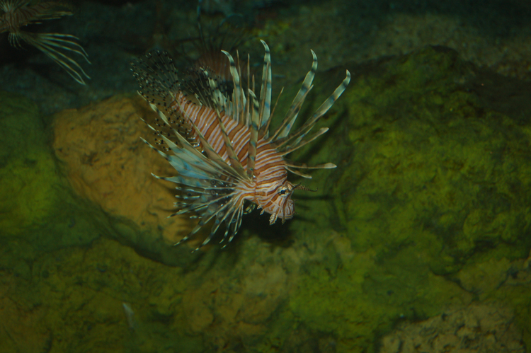 06-06-18, 171, SeaWorld, Fla