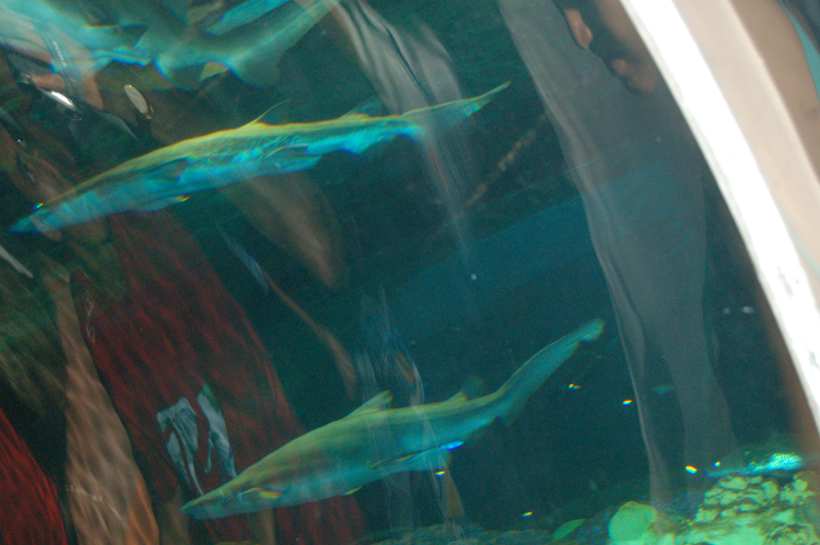 06-06-18, 175, SeaWorld, Fla