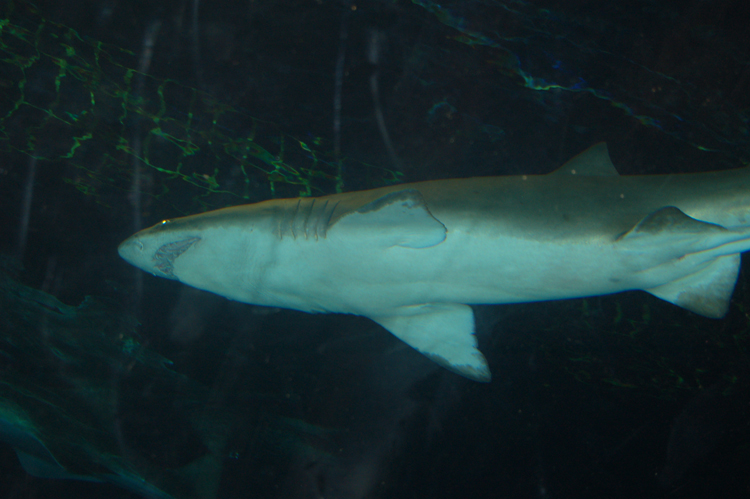06-06-18, 176, SeaWorld, Fla