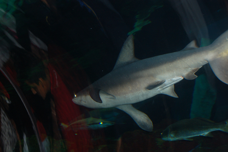 06-06-18, 177, SeaWorld, Fla