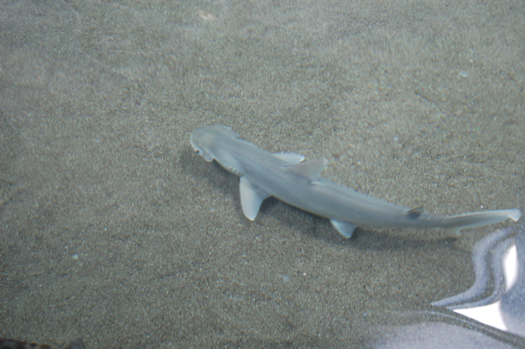 06-06-18, 179, SeaWorld, Fla
