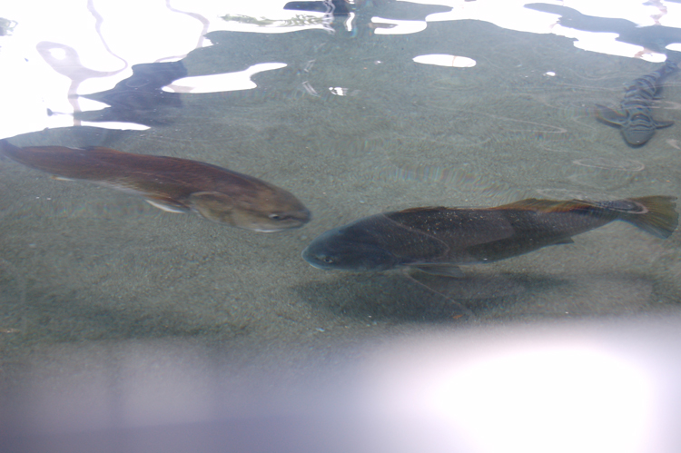 06-06-18, 180, SeaWorld, Fla