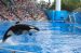 06-06-18, 135, SeaWorld, Fla