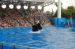 06-06-18, 145, SeaWorld, Fla