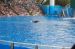 06-06-18, 146, SeaWorld, Fla