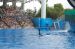 06-06-18, 147, SeaWorld, Fla