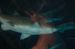 06-06-18, 174, SeaWorld, Fla