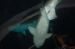 06-06-18, 178, SeaWorld, Fla
