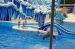 06-06-18, 187, SeaWorld, Fla