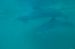 07-03-02, 027, Dolphin Cove, Sea World, FL