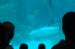 07-03-02, 036, Dolphin Cove, Sea World, FL