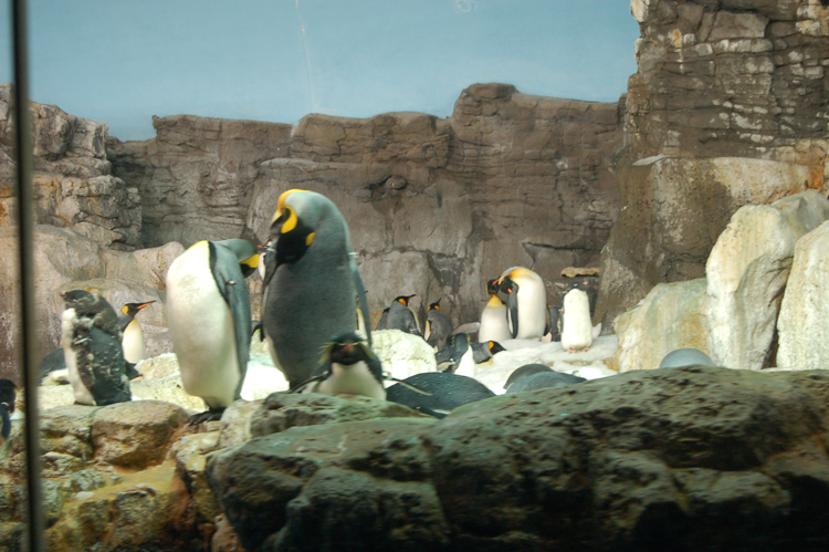 07-03-02, 094, Penguin Encounter, Sea World, FL