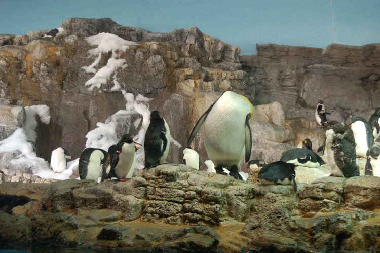 07-03-02, 095, Penguin Encounter, Sea World, FL