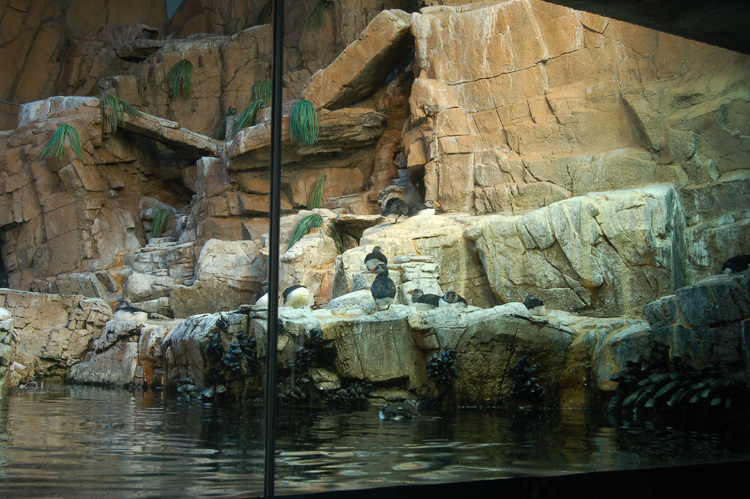 07-03-02, 098, Penguin Encounter, Sea World, FL