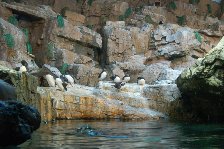 07-03-02, 099, Penguin Encounter, Sea World, FL