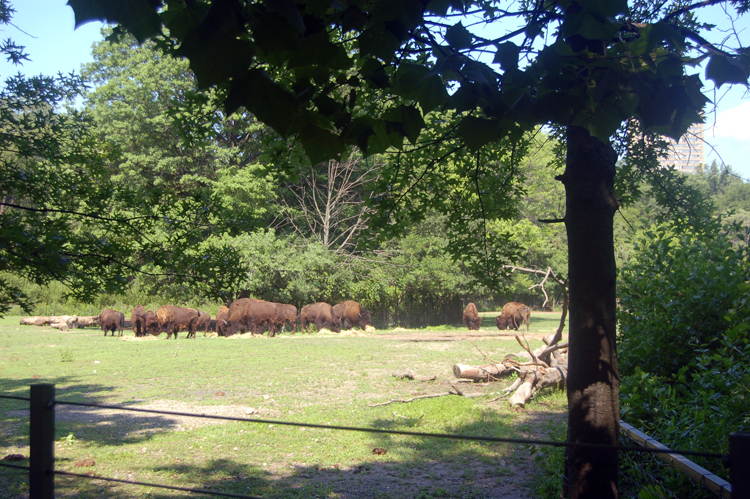 07-07-06, 003, Bronx Zoo, NYC
