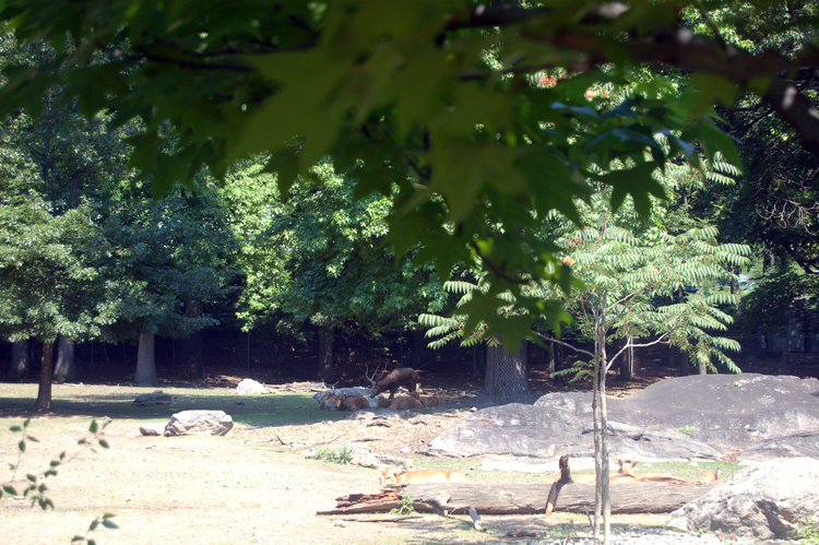 07-07-06, 015, Bronx Zoo, NYC