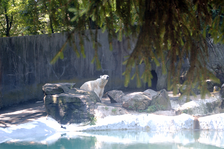 07-07-06, 033, Bronx Zoo, NYC